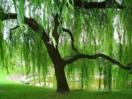 Che nervoso adesso butto il telefono e vado a vivere in una foresta cibandomi di bacche e facendo a cazzotti con gli orsi