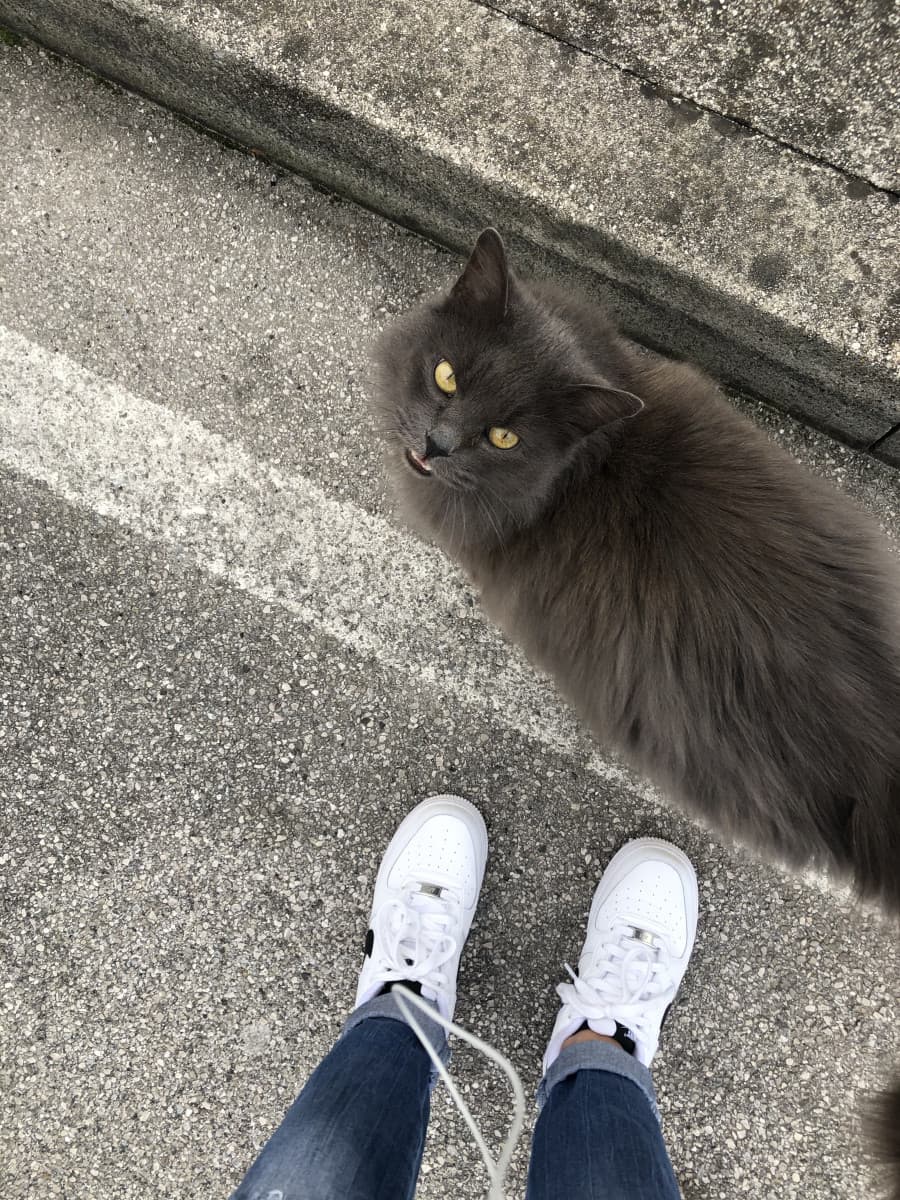 Ho incontrato questo gattino carino e amichevole mentre passeggiavo ? 