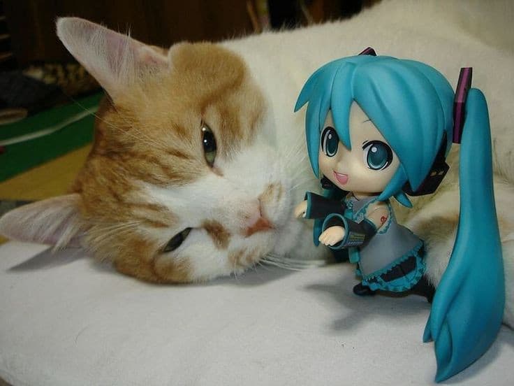 Miku ama i gatti.