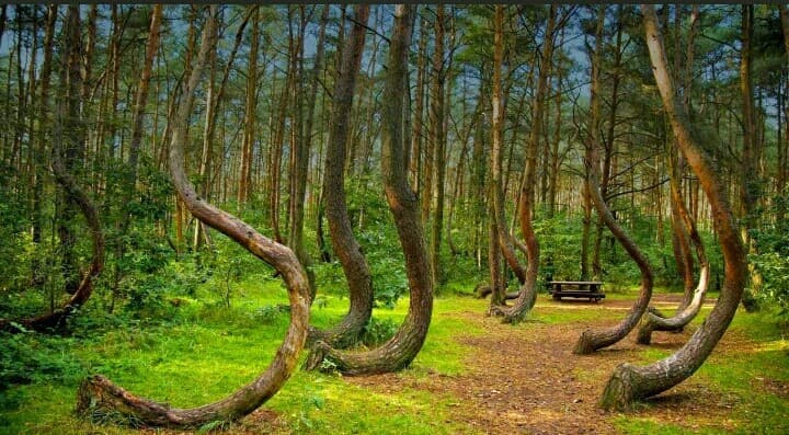 Foresta di hoia baciu 