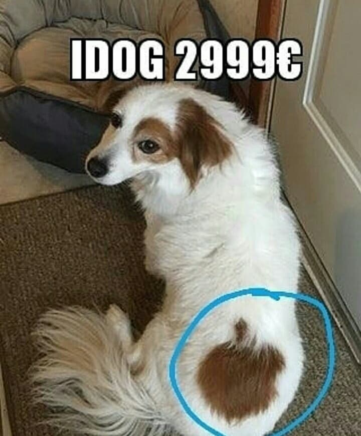 Il nuovo idog