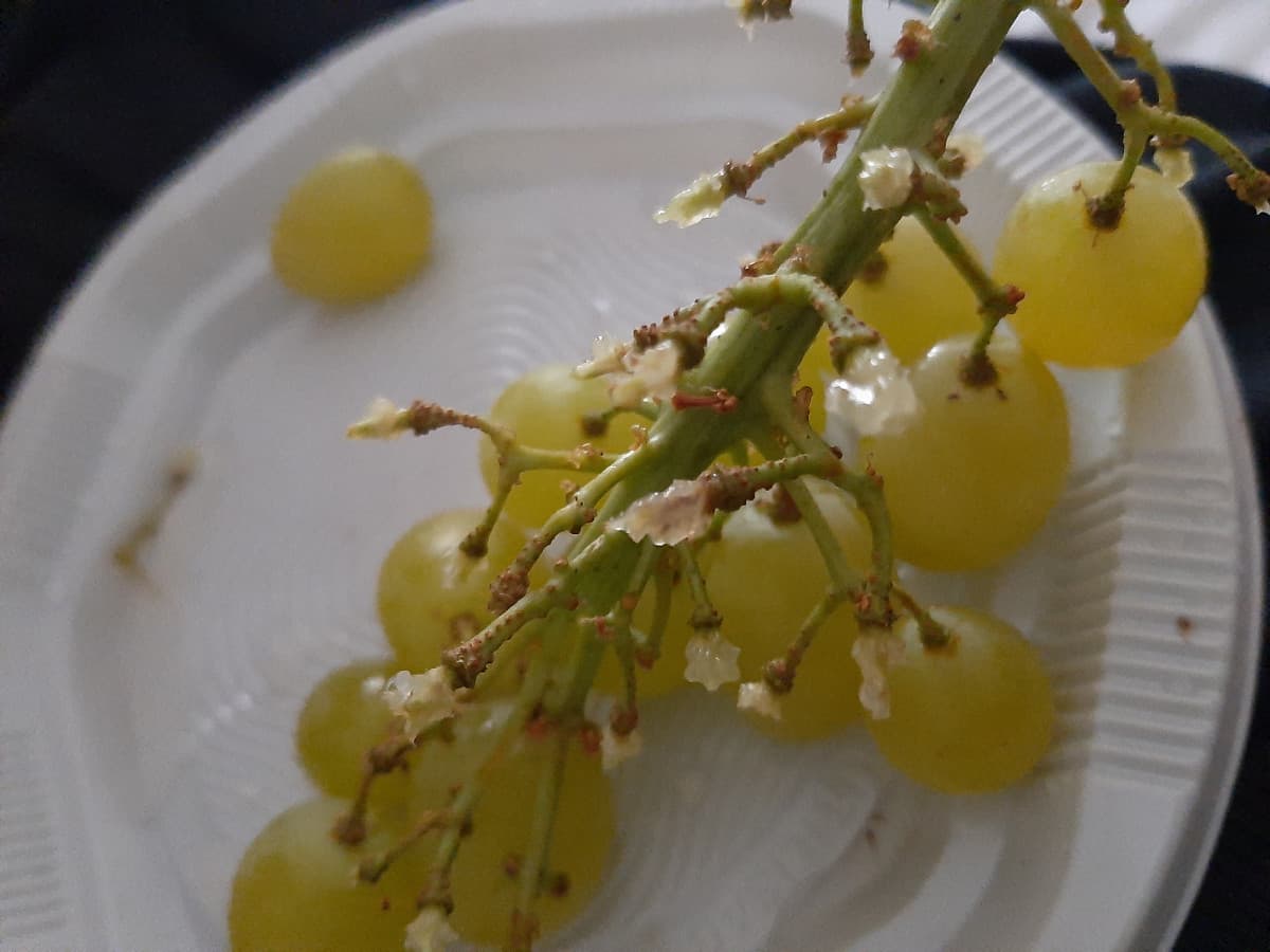 Mi annoio e sto mangiando dell'uva che è così dolce che sembra fatta di zucchero, quindi voi avete tic un po' strani? 