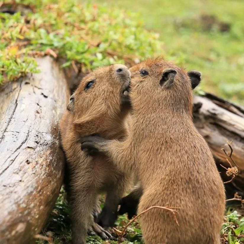 Nascita di una baby noce di cocco con le zampe 