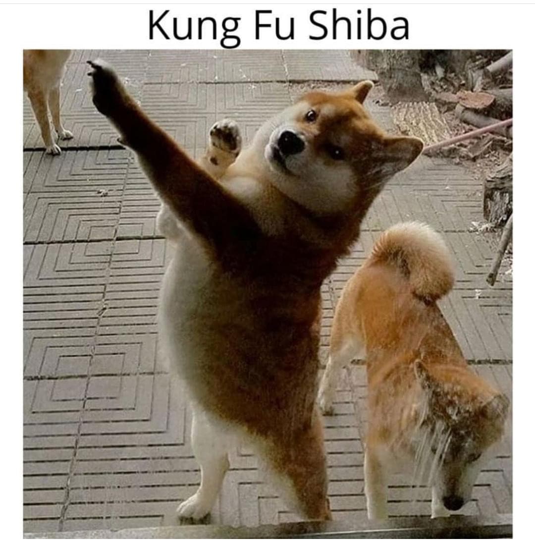 Kung fu shiba 