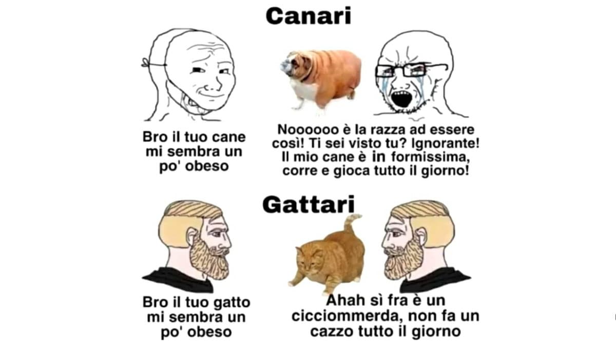 Gatti > Cani