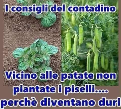 Giusto