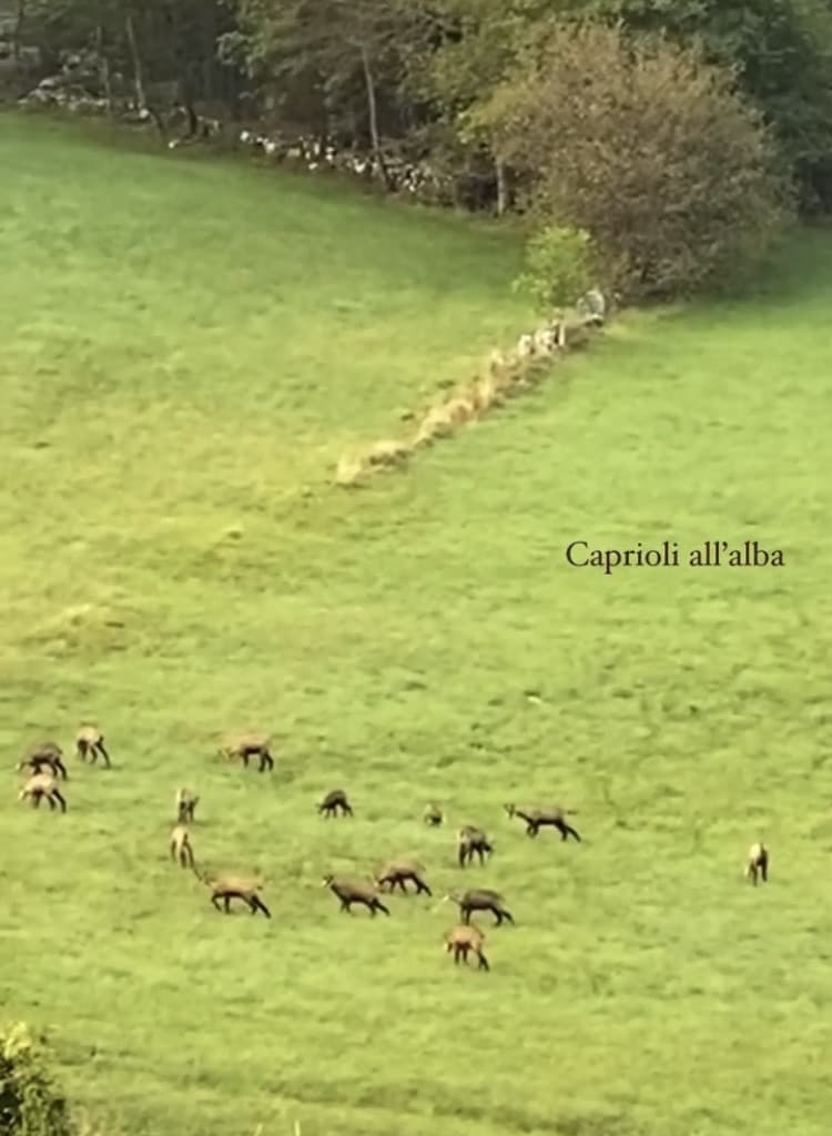 Grandissima mia cugina che filma in una storia del camosci ma li chiama caprioli ???