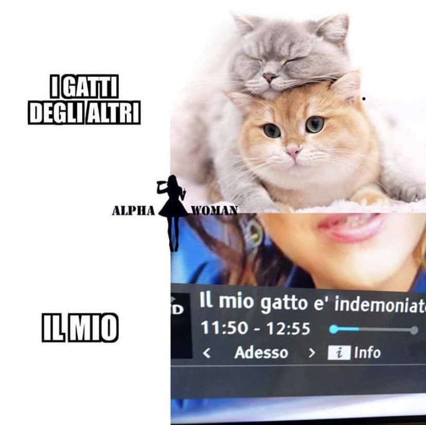 Gatti