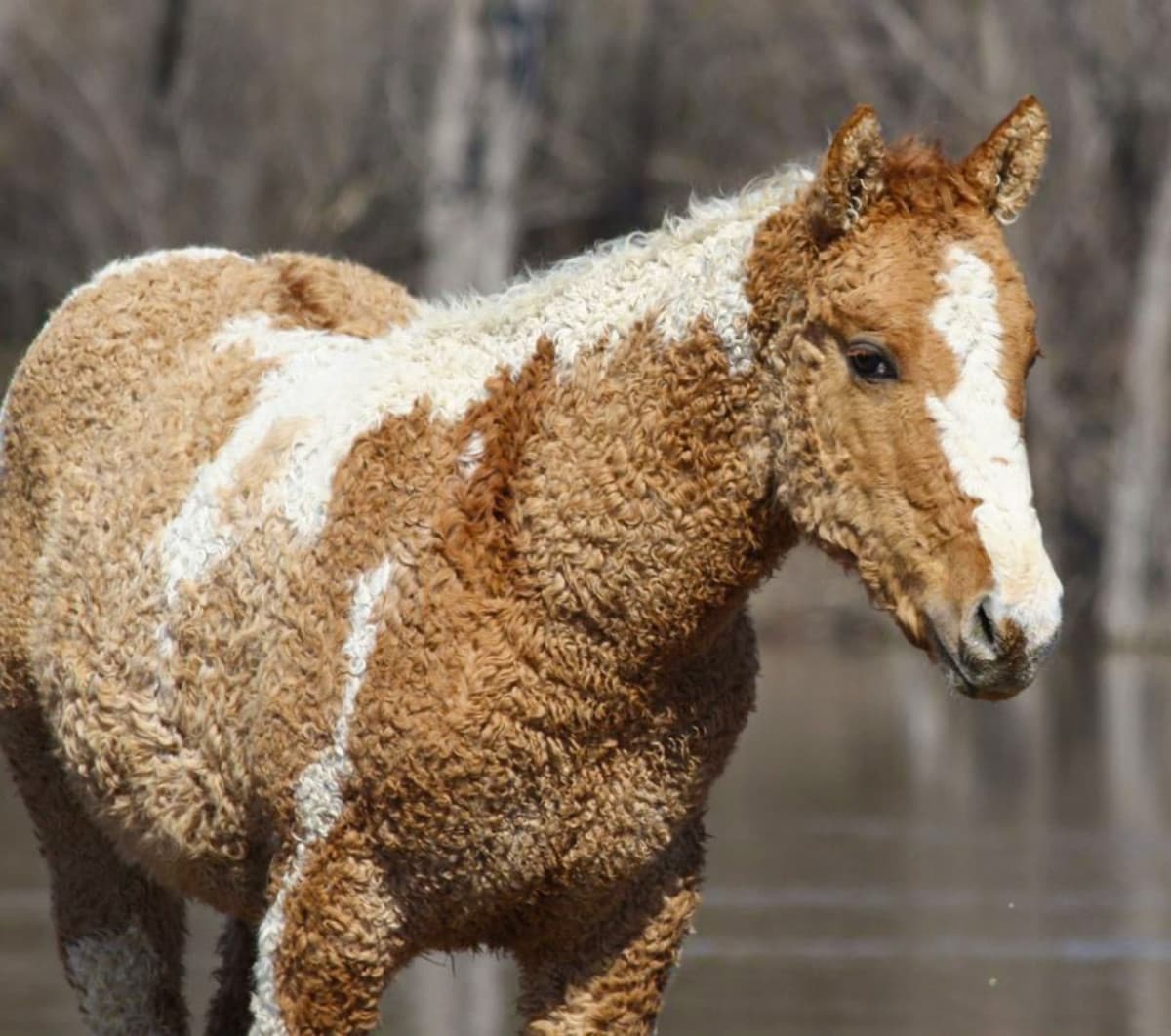 Cavallo peluchoso 