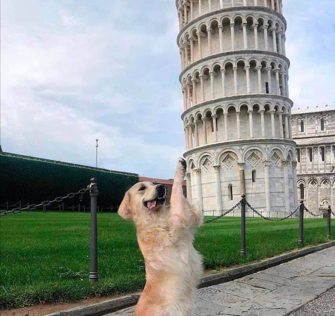 Volevo rallegrarvi la giornata con questo doggo