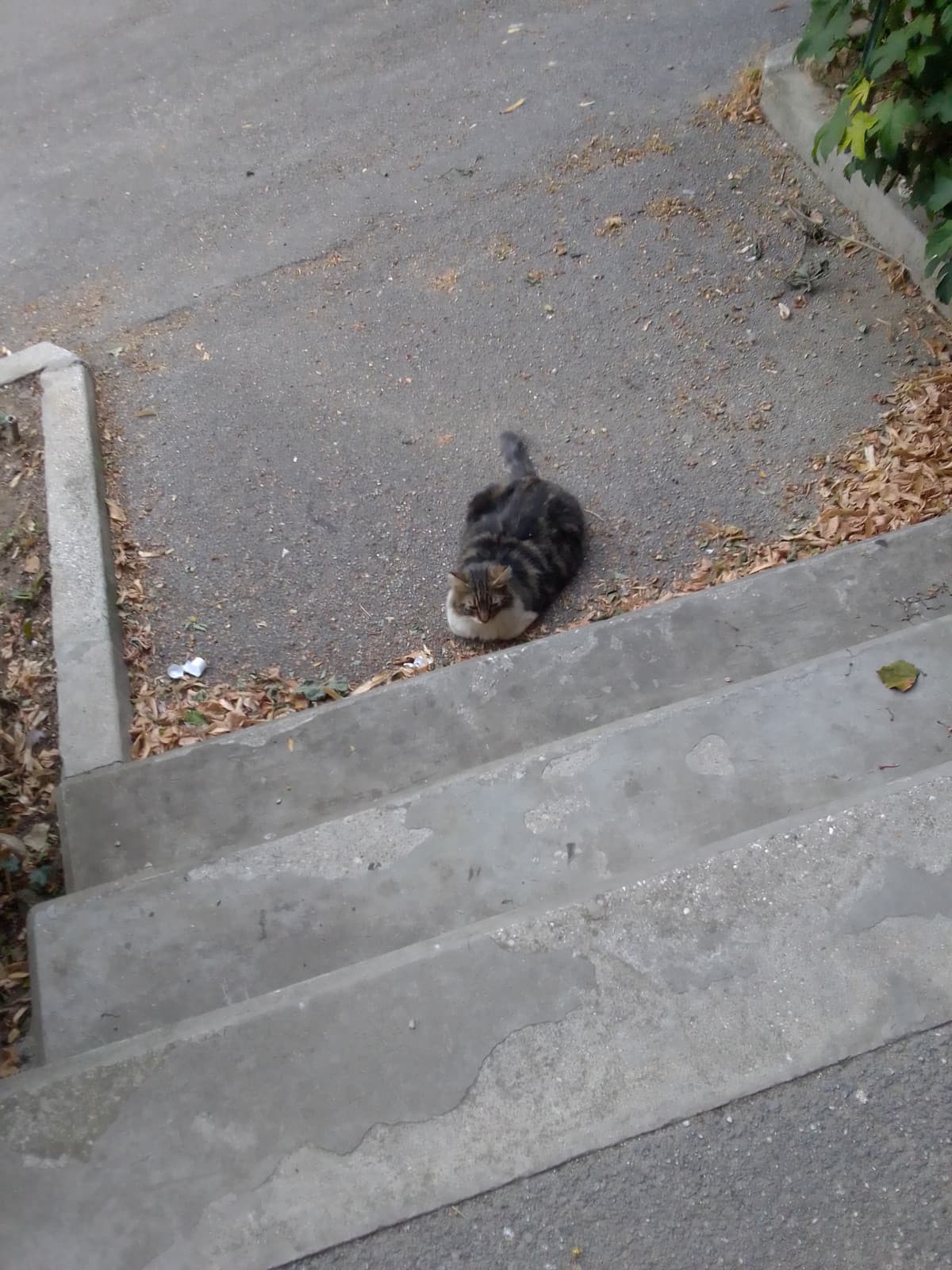 Il vero momento in cui capisci che sei diventato amico di un gatto randagio: devi passare, lo trovi lì in mezzo, gli passi vicino e lui non si sposta di un millimetro perché si fida