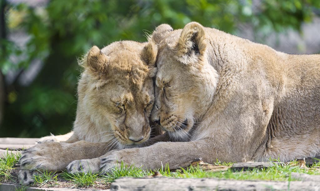 Eccoti le leonesse lesbiche 