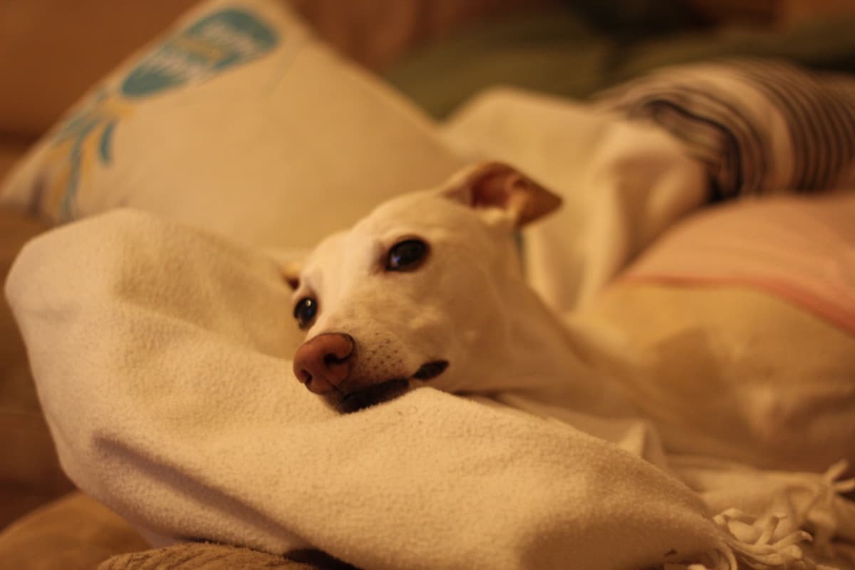 Carina
 Diventi tutti i giorni più carina 
Ma in fondo resti sempre una bambina
 Che non conosce il dolce gioco dell'amor