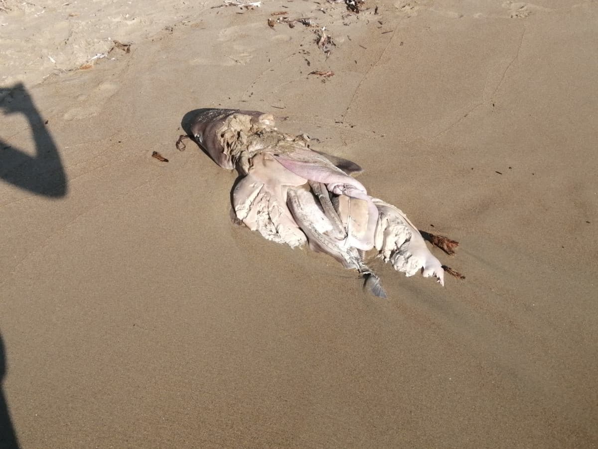 ennienta, vai in spiagge e trovi questo 