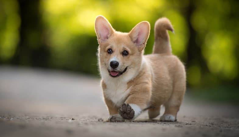 ecco un piccolo corgi