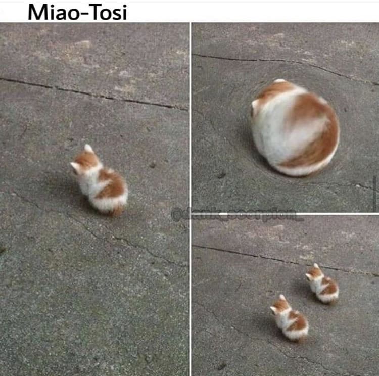 Miao-tosi