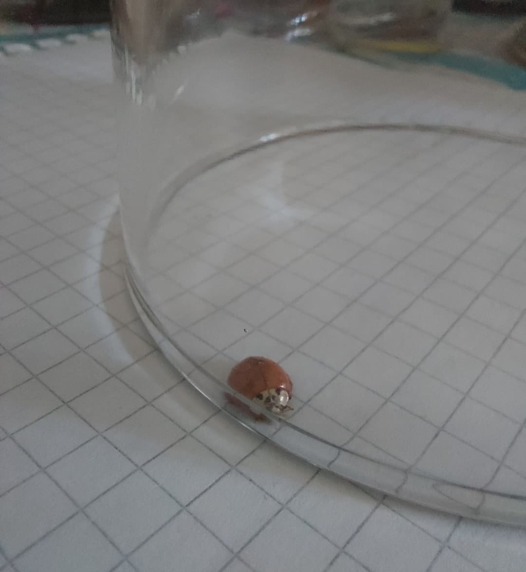 è una coccinella sì o no? 