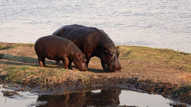 Quanto è veloce un ippopotamo?