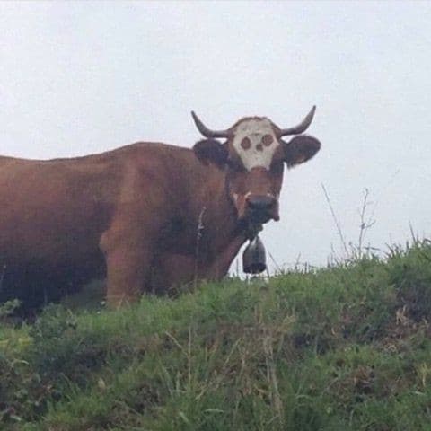 Sto morendo di caldo, ma per principio non posso togliere le coperte, e non posso nemmeno girarmi e far prendere aria al collo perché ho il dentifricio in faccia.