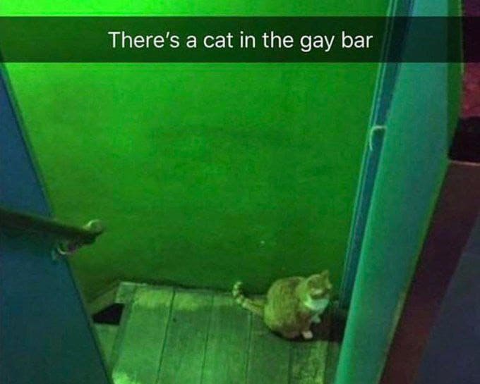 Gay cat gay cat 