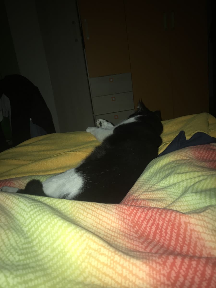 Schifoso perché sei sopra il mio letto a dormire