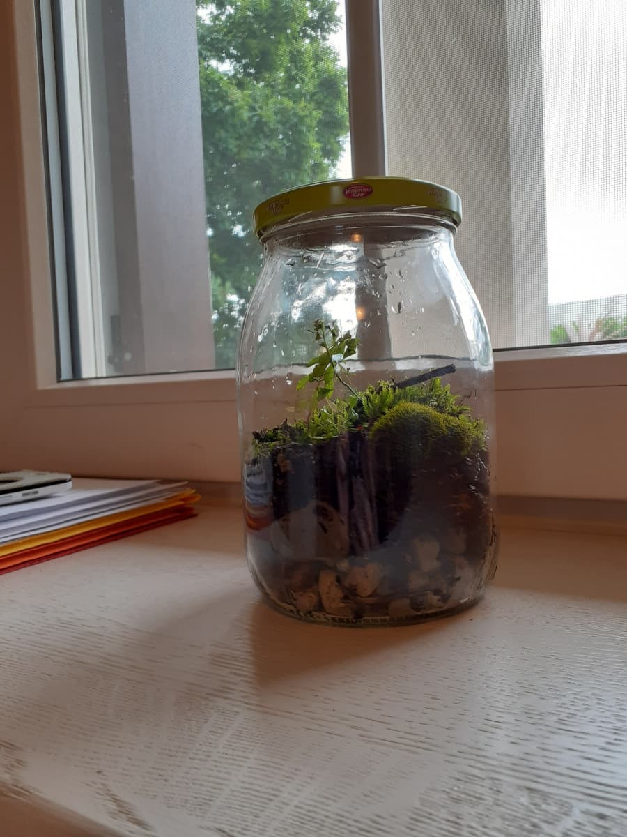 Questo è il mio primo terrarium 