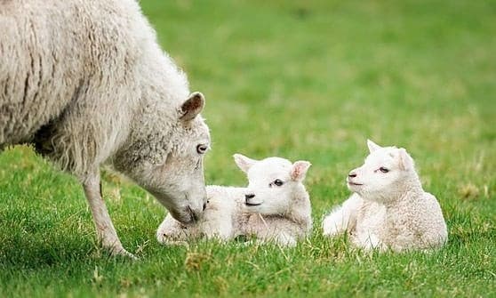 No al sacrificio dell'agnello pasquale