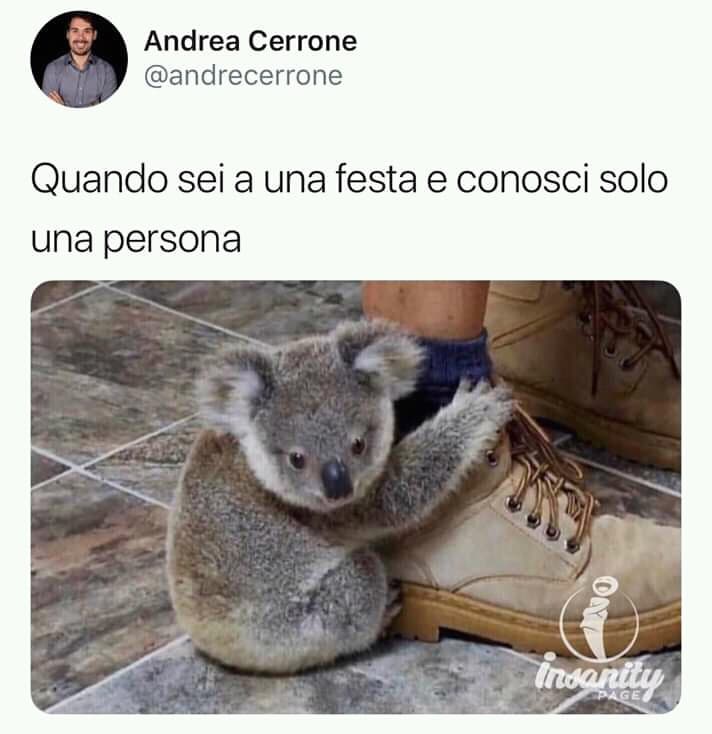 ???Magari almeno fossi cosi carina come quel Koala