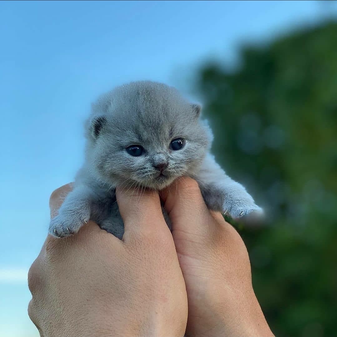 I gattini sembrano dei topi ?