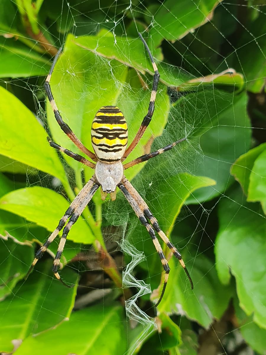 Trovato in giardino ?