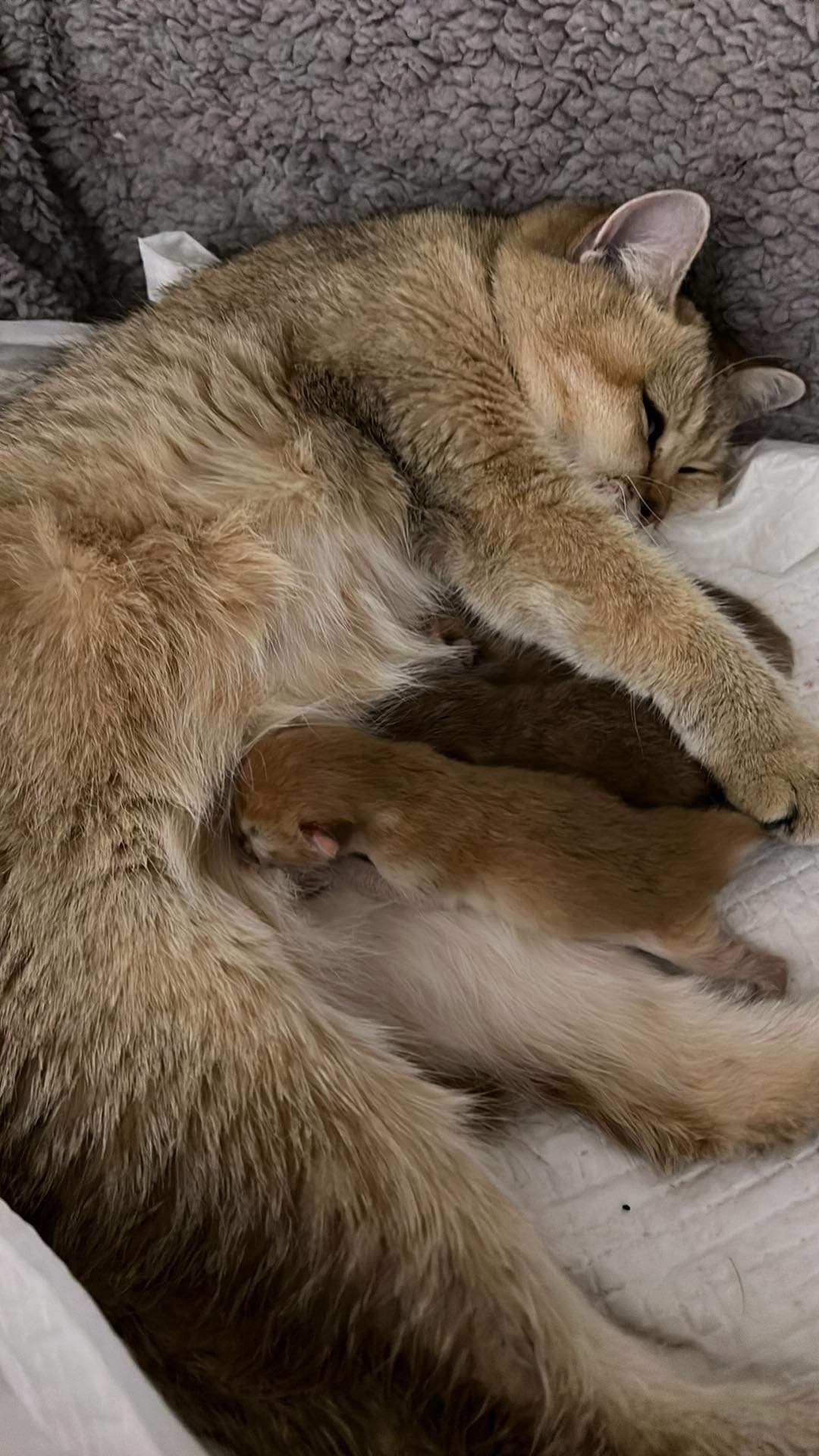 Oggi mi si sono nati i cuccioli di gatto??