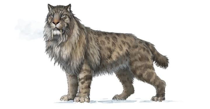 Non è un peccato che gli smilodon si siano estinti?