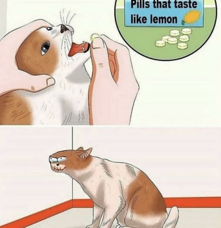 Gatto che mangia pastiglie al limone 