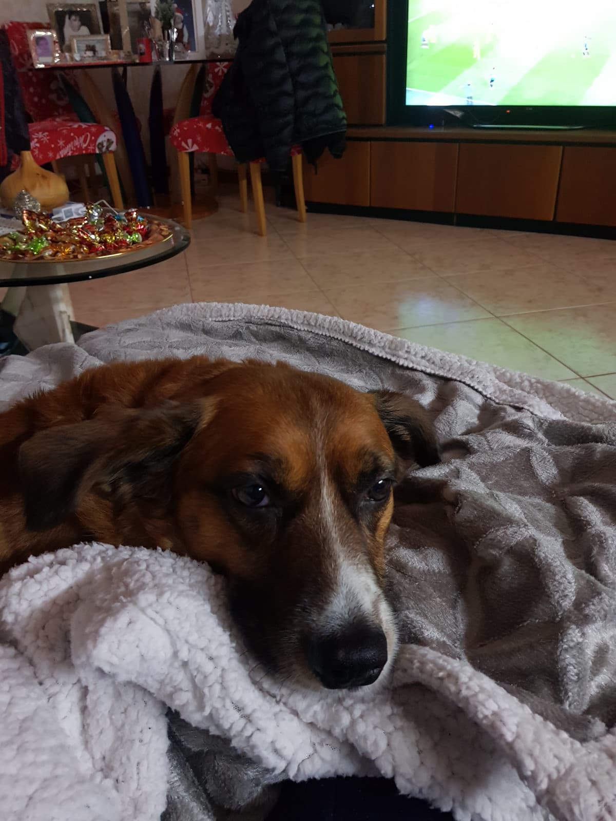 ma quanto è bello il mio doggo dai ?