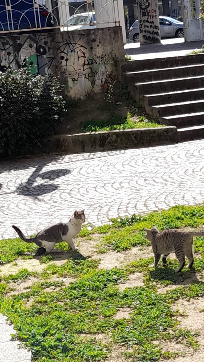 ho trovato questi ragazzacci vicino casa mia