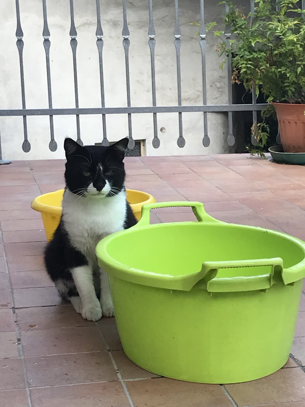 Micio è il gatto più memorabile e memabile del sito