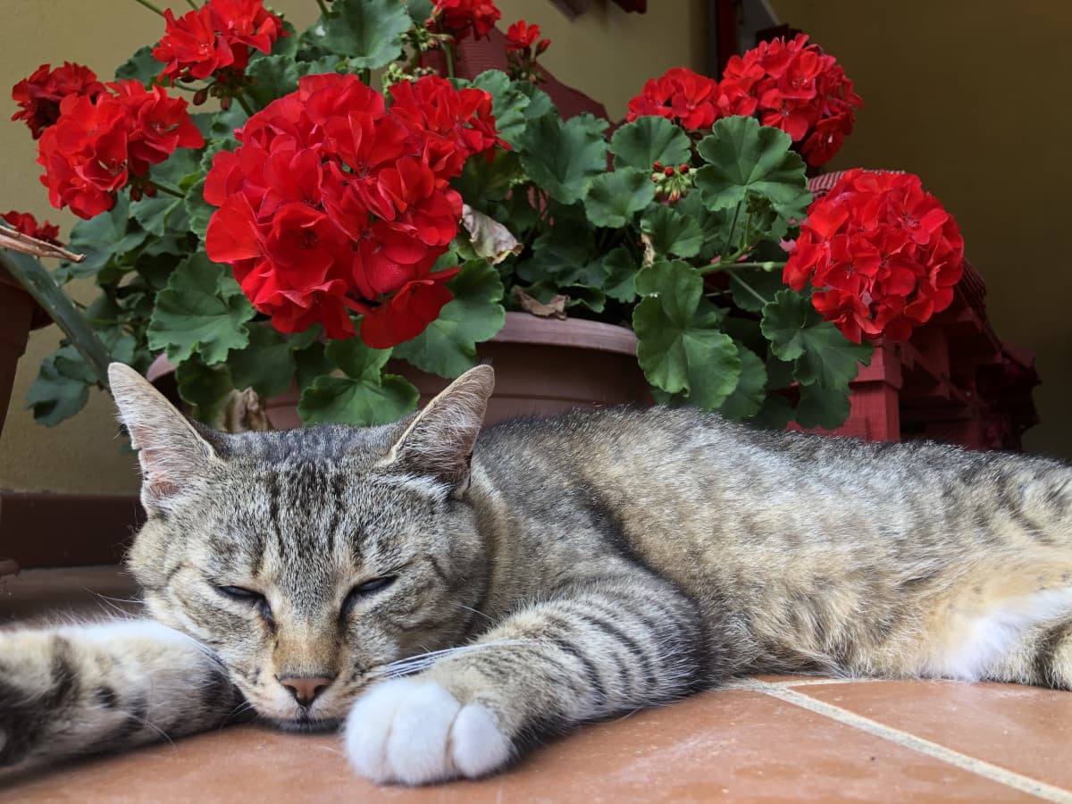 Che bella vita fa lei...