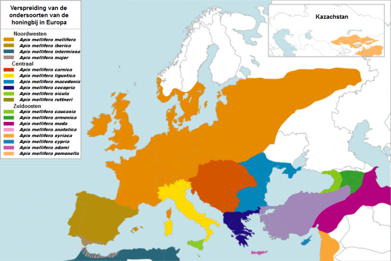 Episdio 1 rubrica apicoltura, Diffusione sottospeci dell'ape mellifera in europa