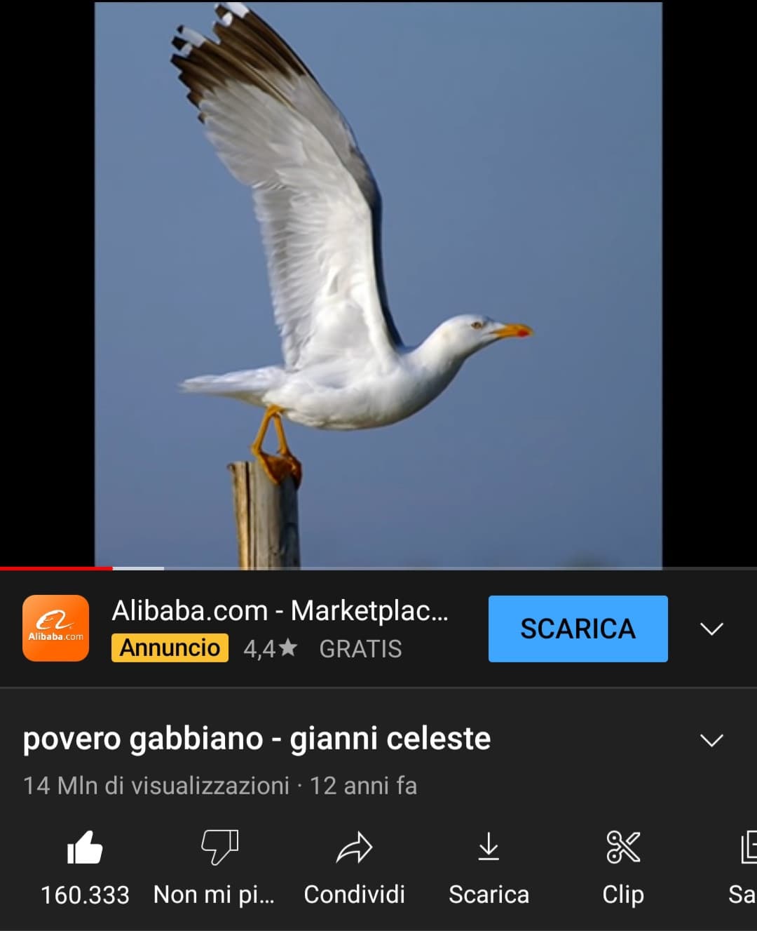 LA TUA STORIA E LA MIAA,LEI CHE SE NE E ANDATA VIAAA, TU FINISCI DI VOLARE,IO CHE SMETTO DI SOGNAREEE???? POVERO GABBIANOOO