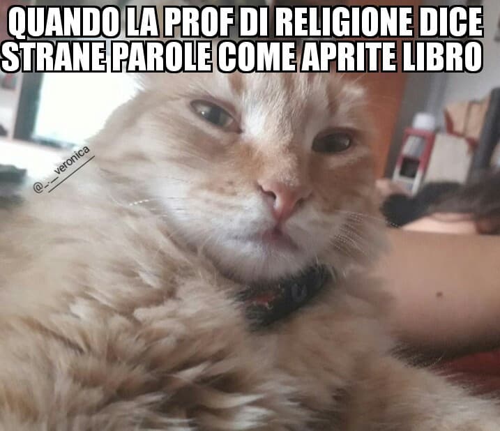 Che gatto maligno ?