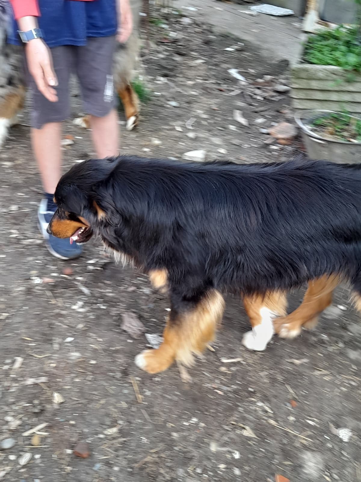 abbiamo appena preso un cane :DD uscite nomi da canide he/him non so come chiamarlo?