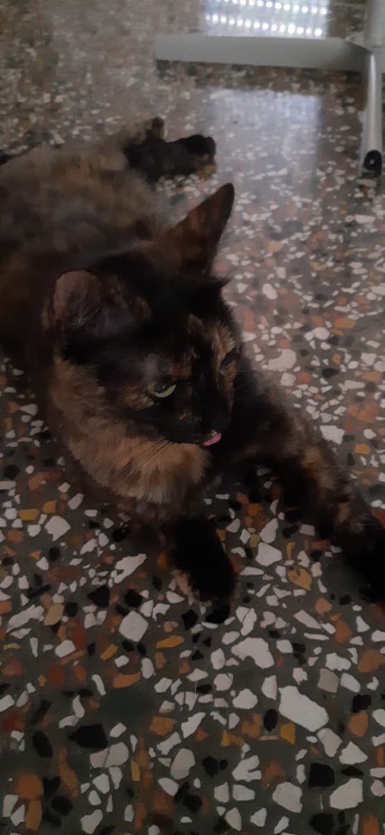 Ecco il mio gatto spastico