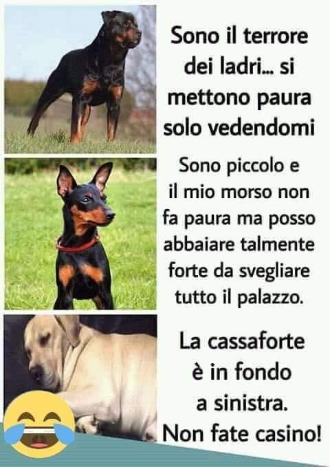 Tre tipi di cani quando entrano i ladri in casa