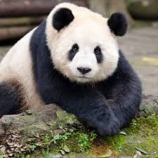 dissing per animare il sito dopo settimane: SOLO PERCHÉ SONO BELLI NON VUOL DIRE CHE SONO I MIGLIORI ANIMALI AL MONDO...I PANDA FANNO CAGARE 