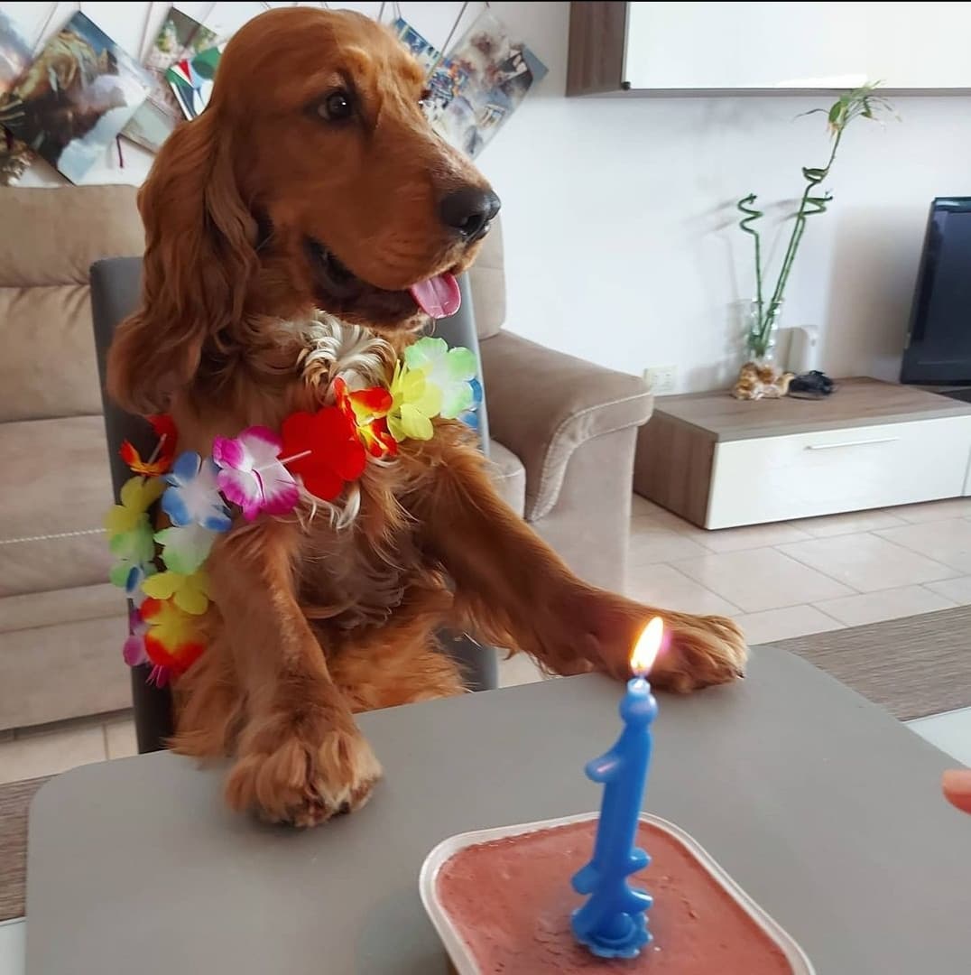 Happy birthday, doggo.