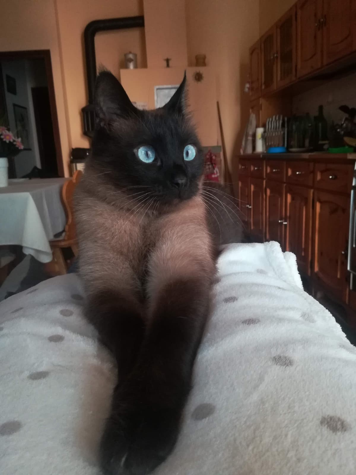 Il mio gatto