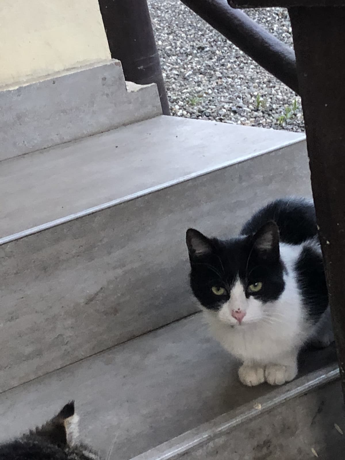 Raga un consiglio!!! questo gatto è nuovo nel cortile di mia nonna mentre il secondo (quello grigio) mi conosce e si fa coccolare. Quello bianco si avvicina come per farsi accarezzare ma poi appena avvicino la mano scappa (non so se magari era abusato perc