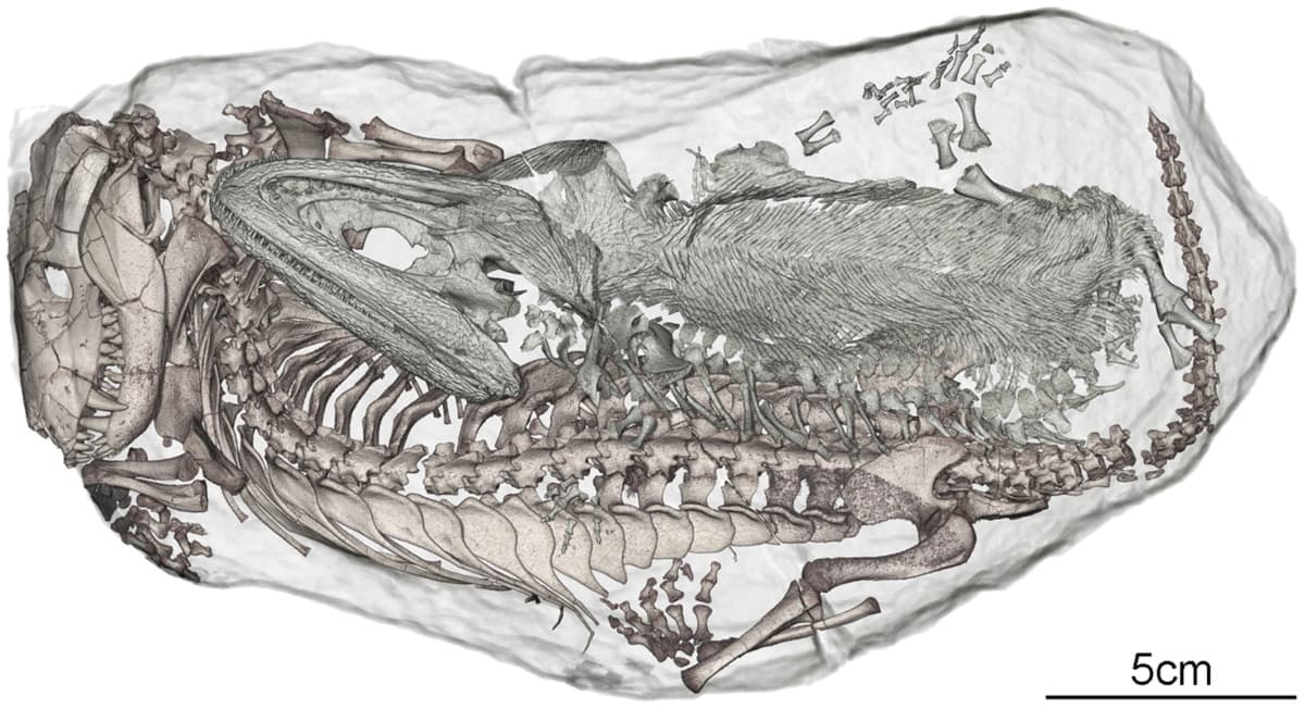 Ecco la storia di questi due fossili 