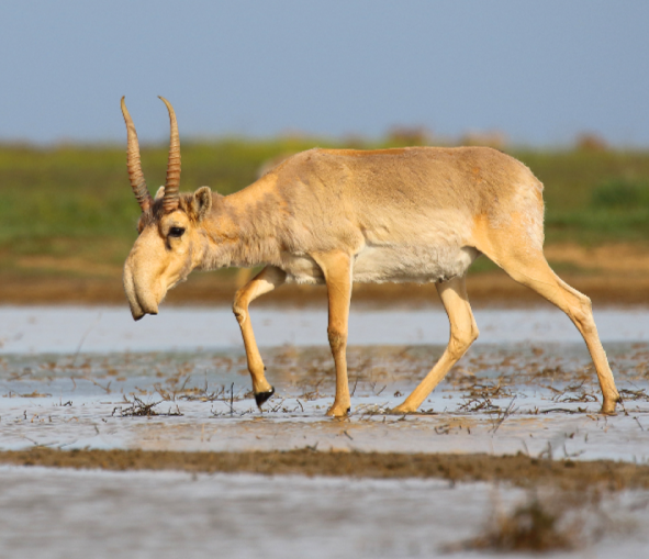 Eccovi un animale che non avreste mai voluto vedere: la saiga tatarica 