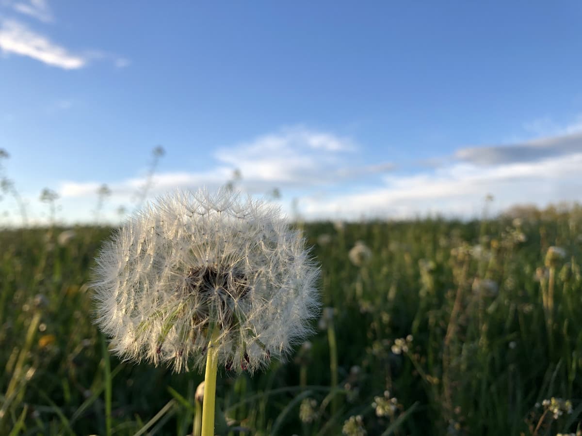 Esprimi un desiderio…  